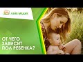 ♀♂ От чего зависит пол ребенка?