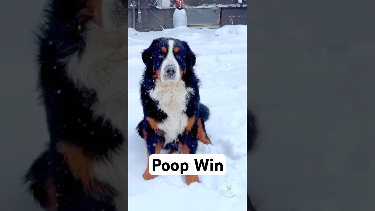 Yup...We're Talking Poop Today | Bernie's Perfect Poop