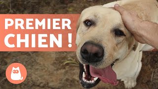 5 RACES DE CHIENS POUR DÉBUTANTS ✅ Le dernier est le meilleur !