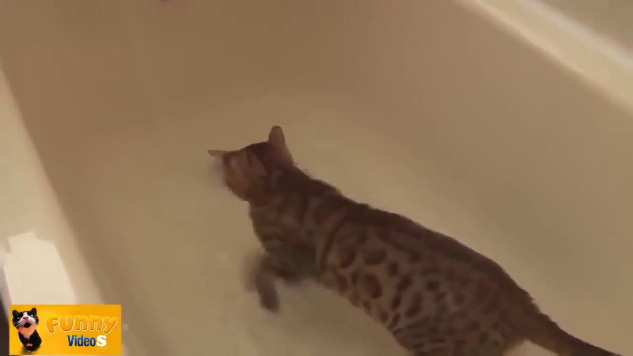 1 HORA de Gato Engraçado E Bonito Gatinhos Falhar Vídeos Engraçados ...