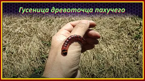Очень крупный и мерзкий червь / Гусеница древоточца пахучего