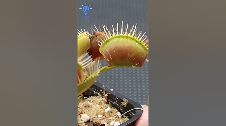 COMIDA DIFERENTE para PLANTA CARNÍVORA!