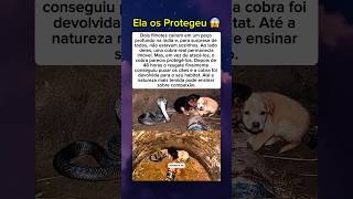 Quando esses dois filhotes caíram em um poço na Índia algo inesperado aconteceu