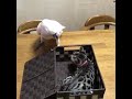 Funny video for cats ( must watch )😅😅