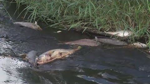 DEC provides update following a massive fish die-off in Ischua Creek
