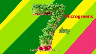 How to Grow Radish Microgreens at Home, Easy Step by Step Guide