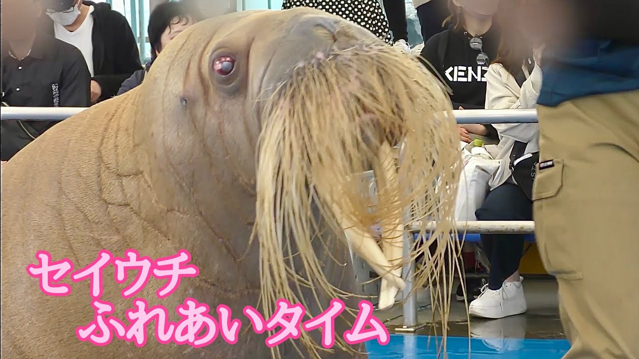 Walruses Tsurara-chan and Ichiko-chan made a grand entrance at