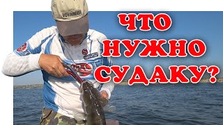 Коротко о Главном - Судак Есть (Рыбалка 2019) | Vovabeerr