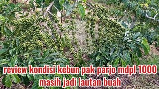 Review of the current condition of coffee beans in Pak Parjo's plantation at 1000 meters above se...