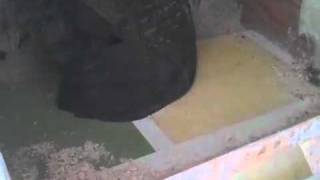 How chicken lays a GREEN egg