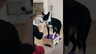 Wooddog Pro Korokkeet