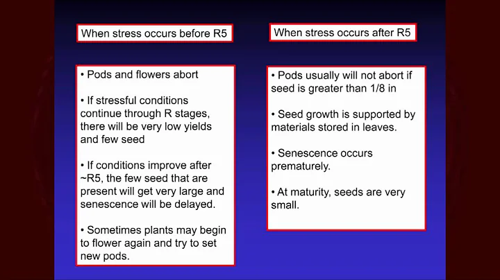 Soybean Stress Effects on Yield by Dr. Larry Purce...