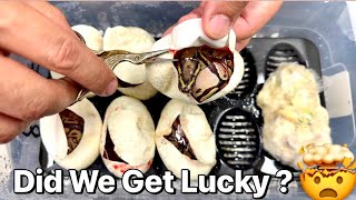 Been Waiting To Cut These Snake Eggs!
