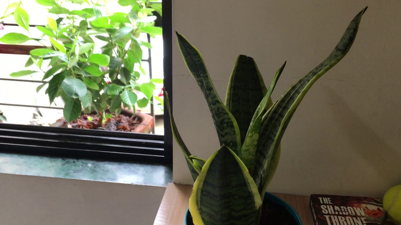 Snake Plant Air Purifier Approved by NASA Swapnil Chalke YouTube