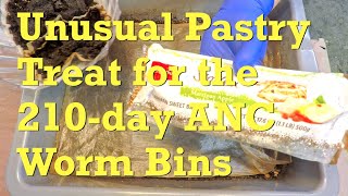 20th feeding of ANC worm bins is tasty apple pastry &amp; coffee - vermicompost