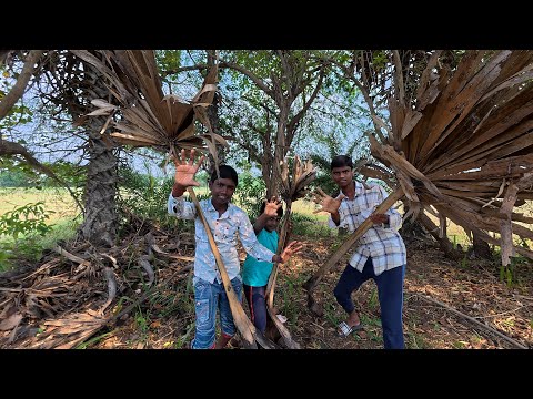 ASMR / open place PALM TREE  DRY LEAVES WEIRD SLEEP SOUNDS,