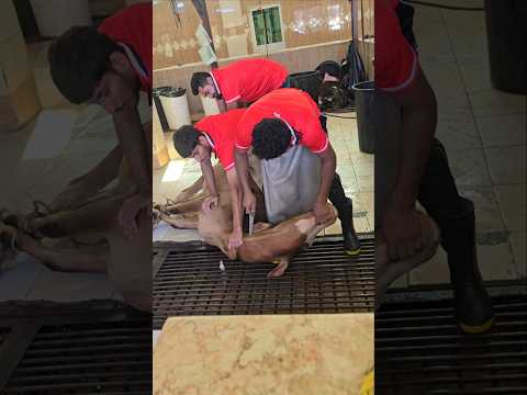 Big Cow Qurbani Amazing Video Foryou Islamic Allahuakbar Viralvideo Shortsvideo