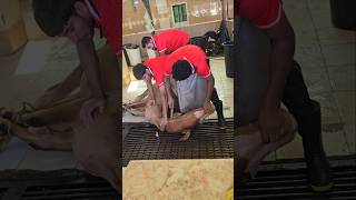 Big Cow Qurbani Amazing Video