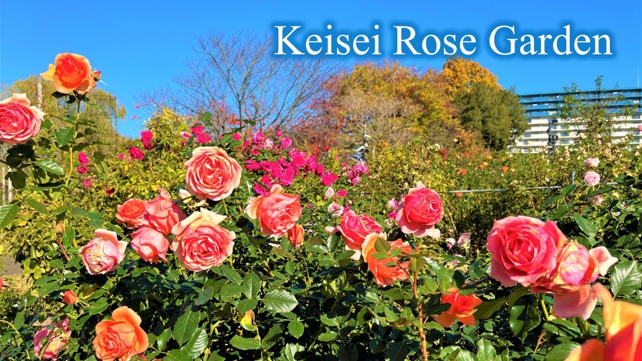 4K】京成バラ園 Keisei Rose Garden 2022年11月25日の様子 - YouTube