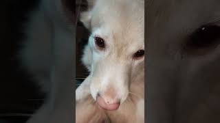 He So Sweet satisfying shorts shortviral missyoudoggie