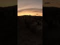 Peaceful sunset walk at cholla cactus garden at Joshua tree National park |5|#shorts