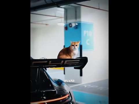 Montagem Miau Slowed