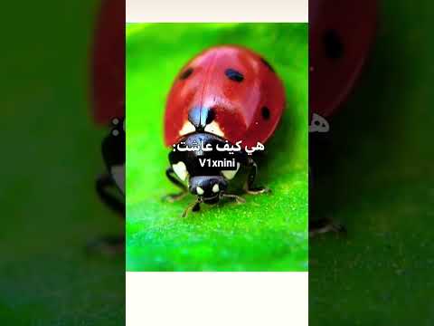 كوبلي مفضل فطفولة   ايقنت اكسبلور موفكرتي     دويتو