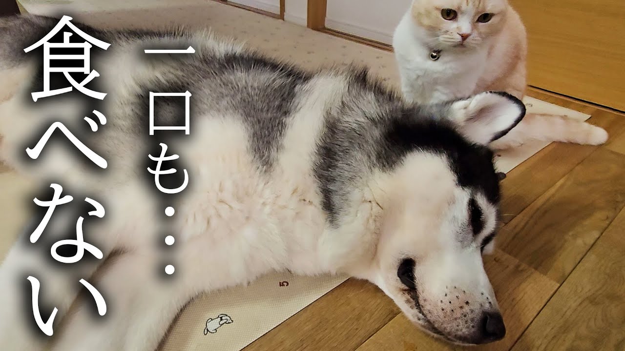 猫のひたいほどワイド #1431 リポート大賞・瀧澤翼「忍者に