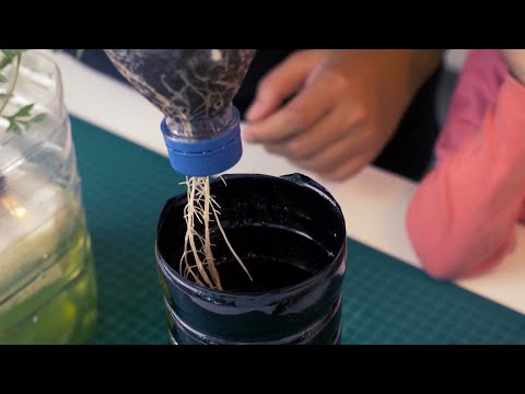 Video: Kaedah Membiak Berus Botol - Cara Membiakkan Pokok Berus Botol
