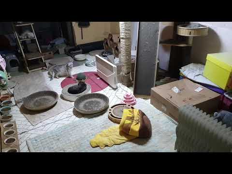 Gray CAT  /  그레이캣