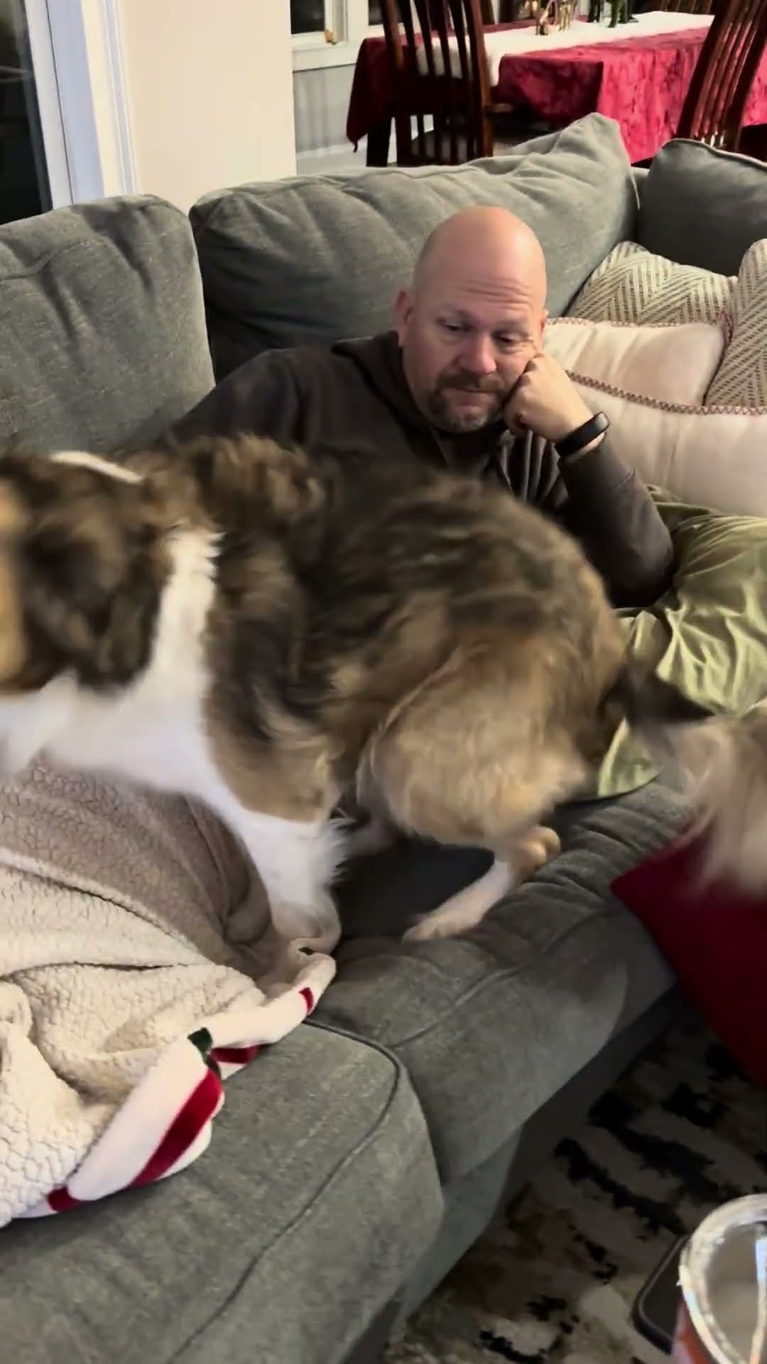 Dog Trust Falls Into Snuggles || ViralHog