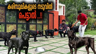 അയ്യോ അമ്മേ രക്ഷിക്കണേ || Vickies Greeny