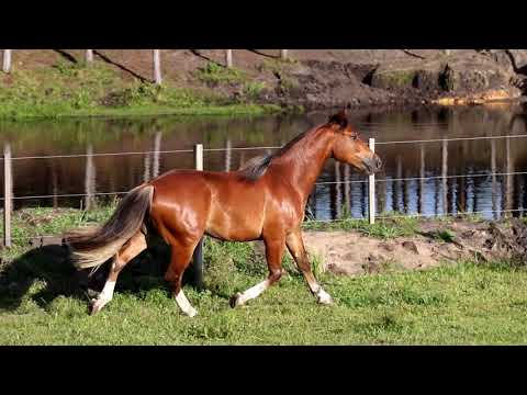 Lote 14   Veneno da Nova Terra