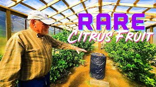 McKenzie Farms ❄ Cold Hardy Citrus  Taste And Tour 2023 S.C. With Stan “The Citrus Man' McKenzie