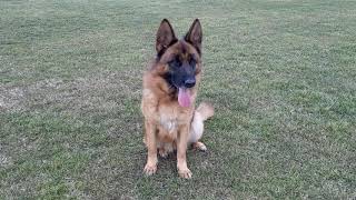 Visa Noster Amicus 2 Years Old