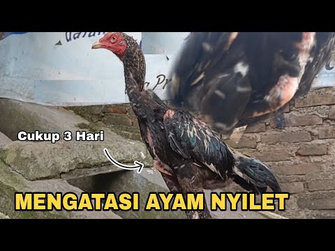 Cara Menggemukkan Badan Ayam Bangkok Umur 5 Bulan