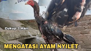 MENGATASI AYAM KURUS NYILET