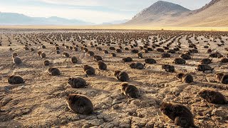 This Is What Happens to the Desert If You Throw Beavers There by WATOP 350,421 views 2 weeks ago 20 minutes