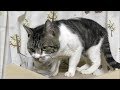 初めて水素水を飲む猫☆ウォーターサーバーのセールスレベルに水を勧めてくるパパにお付き合いする猫リキちゃん【リキちゃんねる　猫動画】Cat video　キジトラ猫との暮らし