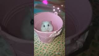 Хомяк танцует! The hamster is dancing!