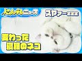 【変わった寝顔】目を開いたまま寝る猫