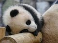 【シャンシャン可愛い動画まとめ】シャンシャンはママとまったりご飯♥Baby panda enjoys a slow living 【パンダ赤ちゃんチャンネル】