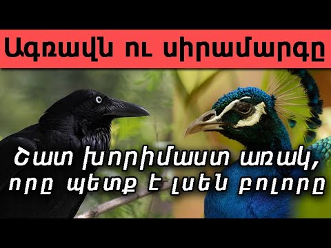 Video: Ագռավն ու գազան տղան համբուրվու՞մ են տիտանների մեջ: