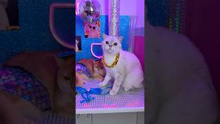 Do Not Leave Your Cats Unattended