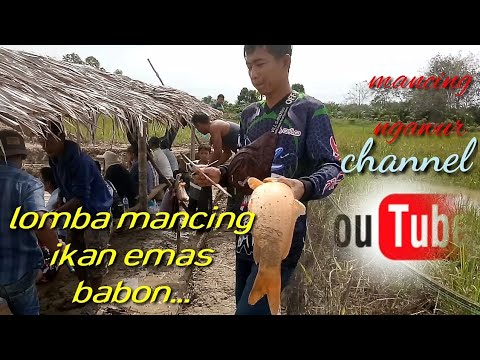 #lomba mancing ikan emas babon (total hadiah RP,,7jt)