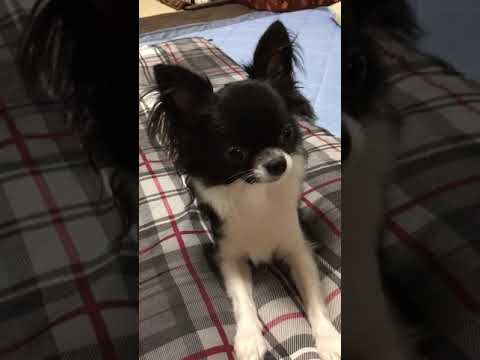 藤井恵理ブリーダーからお迎えしたチワワ(ロング)：まるこくん