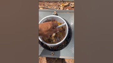 HOW TO CLEAN YOUR POOL SKIMMER BASKET #howto #swimmingpool #skimmer