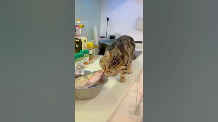 Video 6480911: funnycats catmeow pets, cat pets funnycats, pets funny catmeow