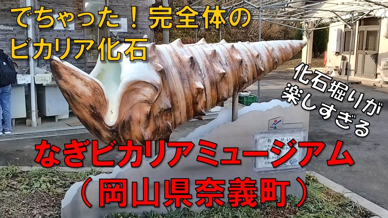 【なぎビカリヤミュージアム】（岡山県奈義町）　化石発掘は男のロマン　ビカリアという巻貝がゴロゴロ出てくる　おすすめ化石堀りスポット　1600万年前は海であったのが信じられないほど山間部　夢中になるよ