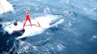 Mako shark release with Conway Bowman